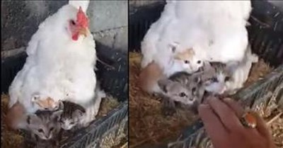 Owner Finds Momma Chicken Keeping 3 Kittens Warm 