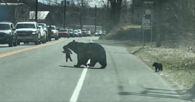 Mama Bear Helps Her Cubs Cross Busy Highway
