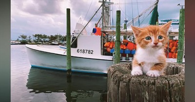 Water-Loving Cat Acts Like One Of His Dog Brothers