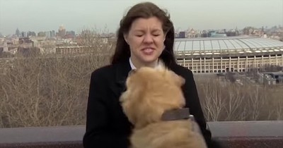 Curious Dog Steals Reporter's Microphone On Live TV