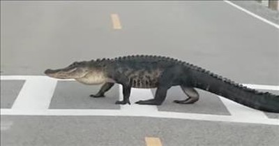 Alligator Uses Crosswalk In South Carolina To Cross Road 