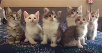 Precious Kittens Bob Their Heads In Sync 