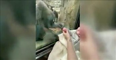 Viral Moment Between Mom With Newborn And Gorilla At The Zoo 