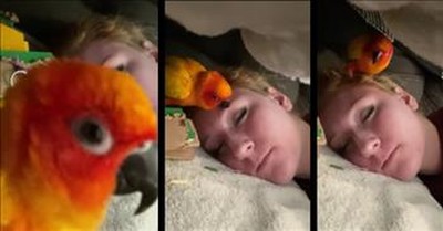 Funny Parrot Will Not Let His Owner Take A Nap 