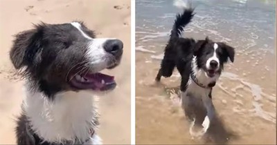 Blind Dog Visits The Beach For The Very First Time