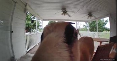 Goat Takes Off After Hearing Owner's Voice Through Doorbell Camera 