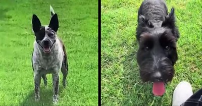 2 Dogs Use Teamwork To Play Fetch
