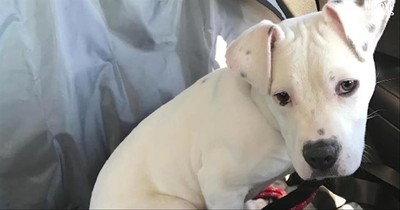 Deaf Rescue Dog Ends Up Saving Lives