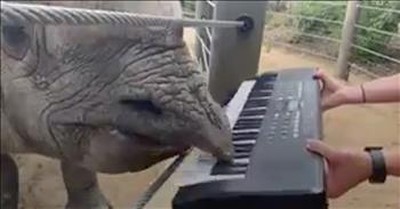 Rhino Celebrates Birthday By Playing The Piano 
