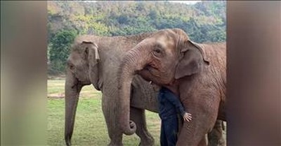 Jealous Elephant Doesn't Want To Share His Human 