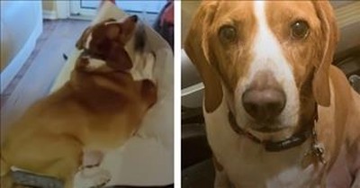 100-Pound Beagle Loses Weight And Learns To Be A Puppy Again 