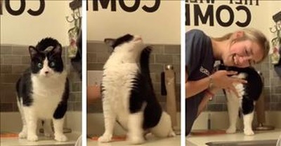 Cat Has The Strangest Reaction To Getting A Back Scratch 