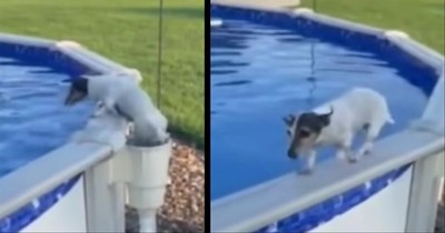 Little Dog Has A Funny Way Of Getting Out The Pool