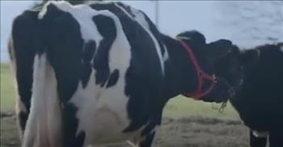 Mama Cow Reunites Baby Cow After Heartbreaking Separation 
