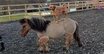 Pony And Dog Form An Unlikely Friendship