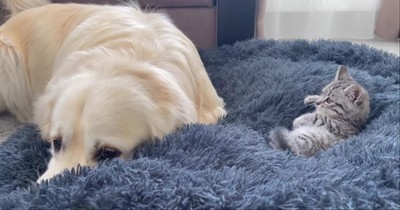 Dog Has Hilarious Reaction To Finding A Tiny Kitten Snuggled Up On His Bed