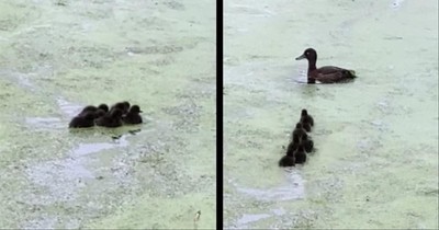 Mama Duck Plays Adorable Game Of Hide And Seek With Ducklings