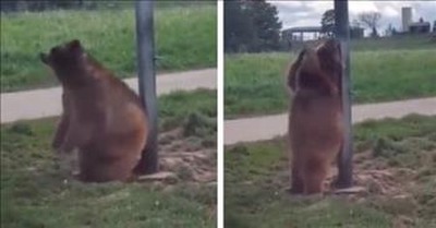 'The Jungle Book' Comes Alive When Grizzly Bear Scratches Back On Pole 