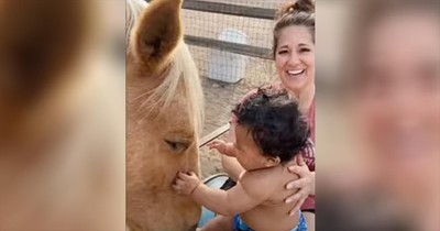 Baby Squeals With Excitement When He Meets A Horse
