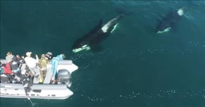 Drone Captures Boat's Close Encounter With Pod Of Orca Whales 