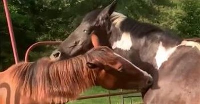 Horses Use Teamwork To Help Scratch Each Other's Itch 