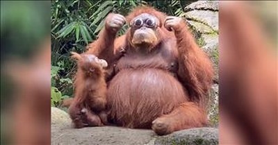 Orangutan Dons Sunglasses That Visitor Drops At The Zoo 