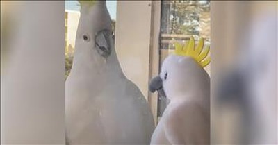 Cockatoo Has Hilarious Reaction To Stuffed Animal Lookalike 