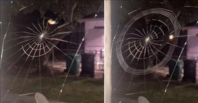 Mesmerizing Timelapse Of A Spider Spinning A Web 