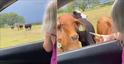 Little Girl Adorably Calls The Cows Home 