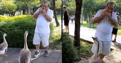 Man Plays Harmonica And The Geese Come Running 