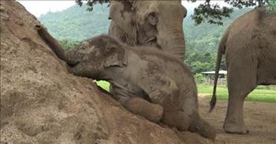 Adorable Baby Elephant Enjoys Playtime in the Sand 