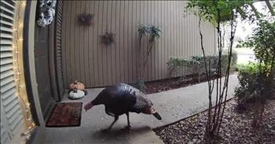 Security Cameras Capture Wild Turkey Stealing Doormat 