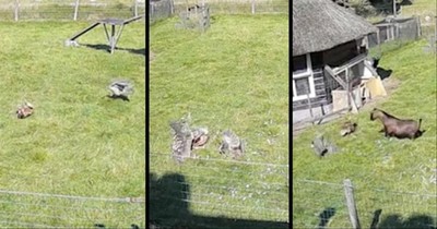 Goat And Rooster Run To Save Chicken From Hawk Attack