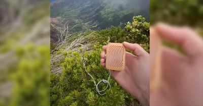Plants Can Make Music And Now You Can Listen To It