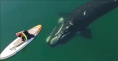 Surreal Footage Of Gigantic Whale Just Inches Away From Paddleboarder 