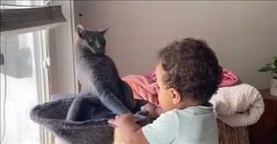 Cat Meets A Toddler For The First Time And Its Reaction Is Priceless 
