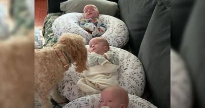 Loving Dog Helps Take Care Of 2-Month-Old Triplets