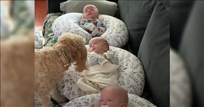 Loving Dog Helps Take Care Of 2-Month-Old Triplets 