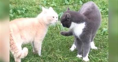 Neighbor Cats Hilariously Argue With Each Other