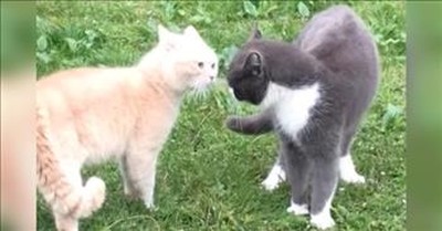 Neighbor Cats Hilariously Argue With Each Other 
