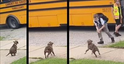 Every Day Puppy Waits By The Road For Her Human To Get Off The Bus 