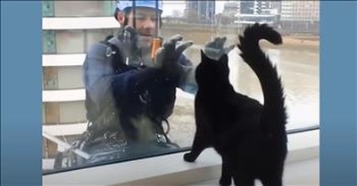 Cats Love Playing With The Window Washers 