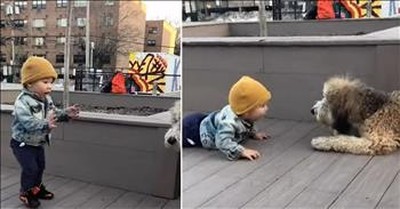 14-Month-Old Boy Meets A Dog For The Very First Time 