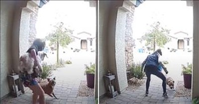Amazon Delivery Driver Jumps In To Save Woman And Her Dog From Attacking Pit Bull 
