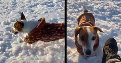 Lightning-Fast Jack Russell Races Owner Sledding Down A Hill 