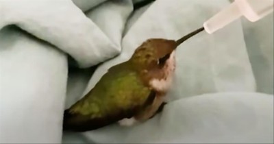 Kind Man Nurses Hurt Baby Hummingbird Back To Health