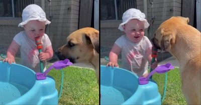 Toddler And Dog Have The Best Time Drinking From The Water Hose