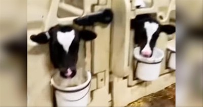 Farmer Enthusiastically Greets Cows Each Morning