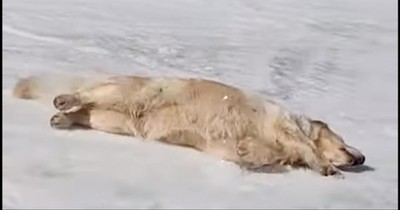 Adorable Dog Goes 'Sledding' in the Snow