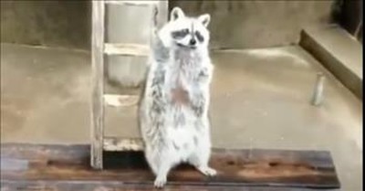 Funny raccoon online videos